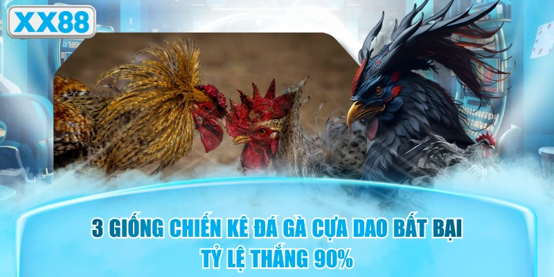 3 Giống Chiến Kê Đá Gà Cựa Dao Bất Bại, Tỷ Lệ Thắng 90%