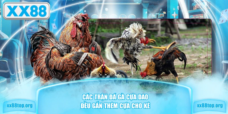 Các trận đá gà cựa dao đều gắn thêm cựa cho kê