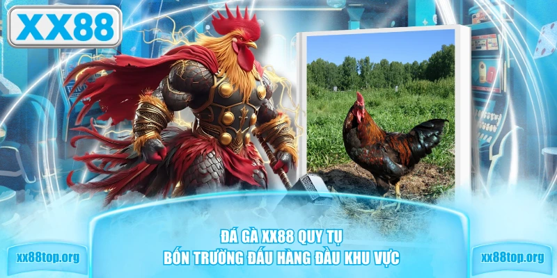 Đá Gà XX88 quy tụ bốn trường đấu hàng đầu khu vực