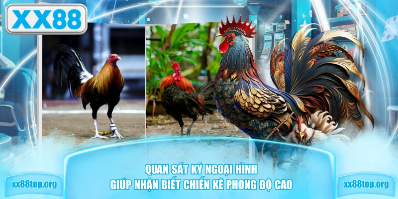 Quan sát kỹ ngoại hình giúp nhận biết chiến kê phong độ cao